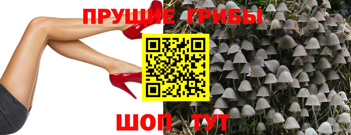 как найти закладки  Вход с VPN  Мурино  Псилоцибиновые грибы Psilocybe 