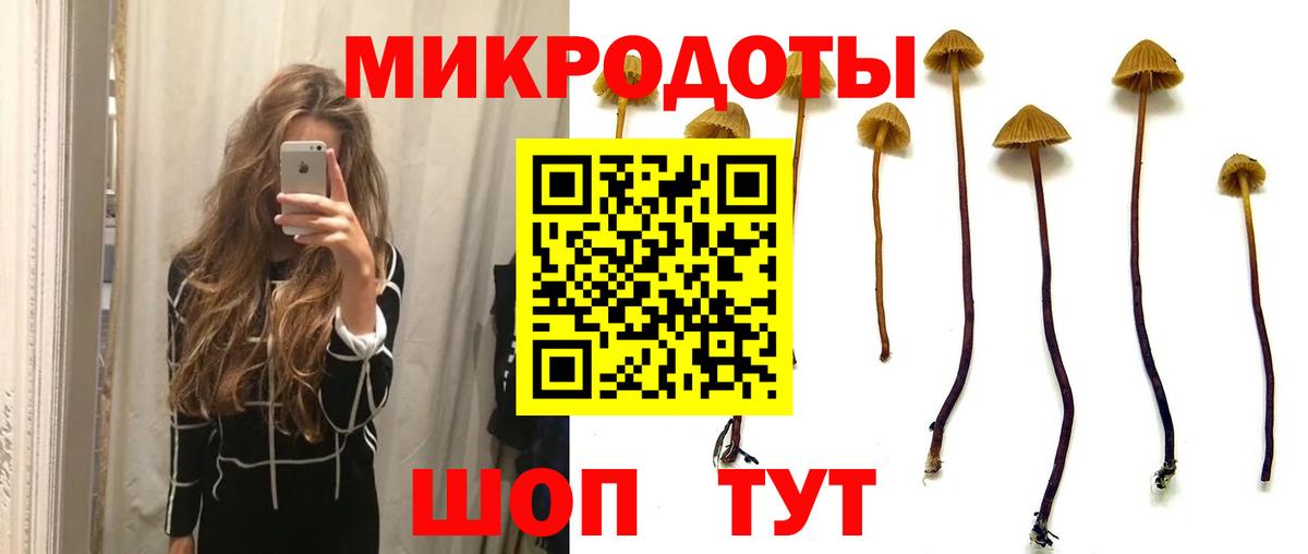 Галлюциногенные грибы Psilocybe Мурино